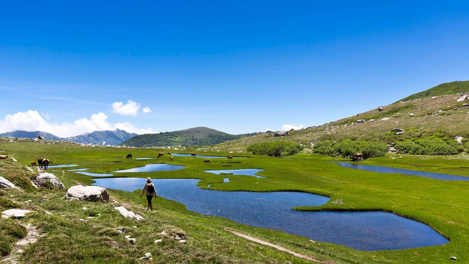 LE PLATEAU DU CUSCIONU près de Porto-Vecchio